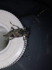 Graphisurus triangulifer