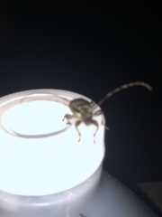 Graphisurus triangulifer