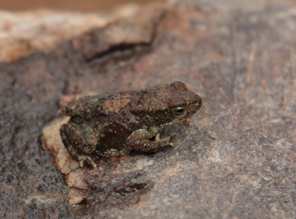 Schmidt's Forest Toad