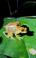 Liberia Banana Frog photo 3