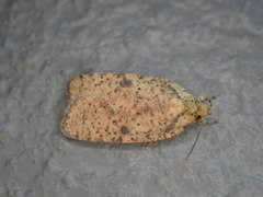 Agonopterix thelmae