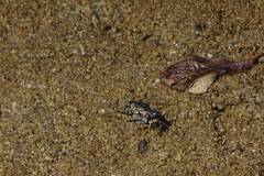 Cicindela carthagena