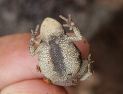 Schmidts Snouted Frog photo 2