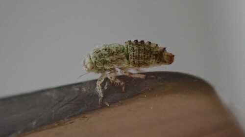 Leafhopper