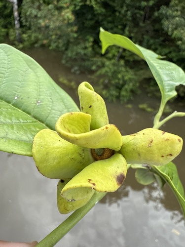 Guatteria inundata