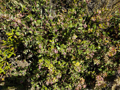 Arctostaphylos morroensis