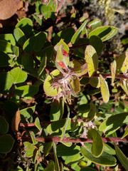 Arctostaphylos morroensis