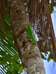 Anolis baracoae