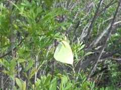 Fraxinus greggii