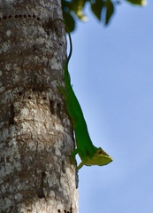 Anolis baracoae