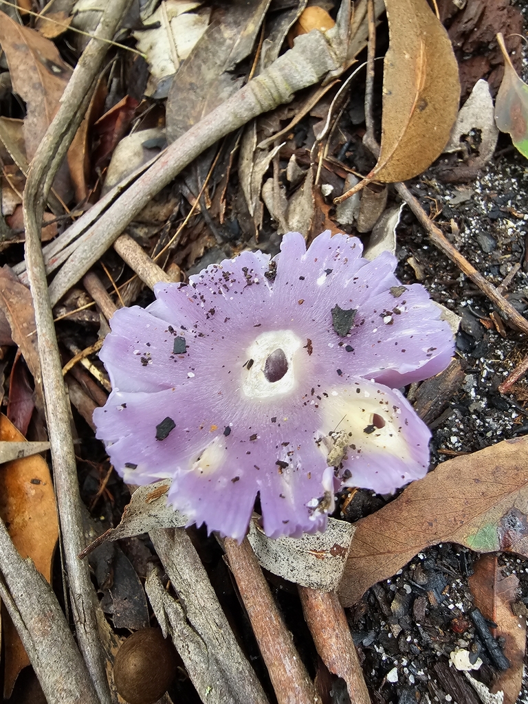 Porpolomopsis lewelliniae · May 2025 · photo: © richarddimon (iNaturalist, cc-by)