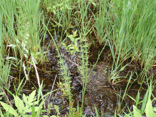 water horsetail