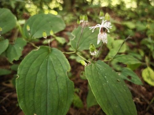 Tricyrtis macropoda iNat (3)