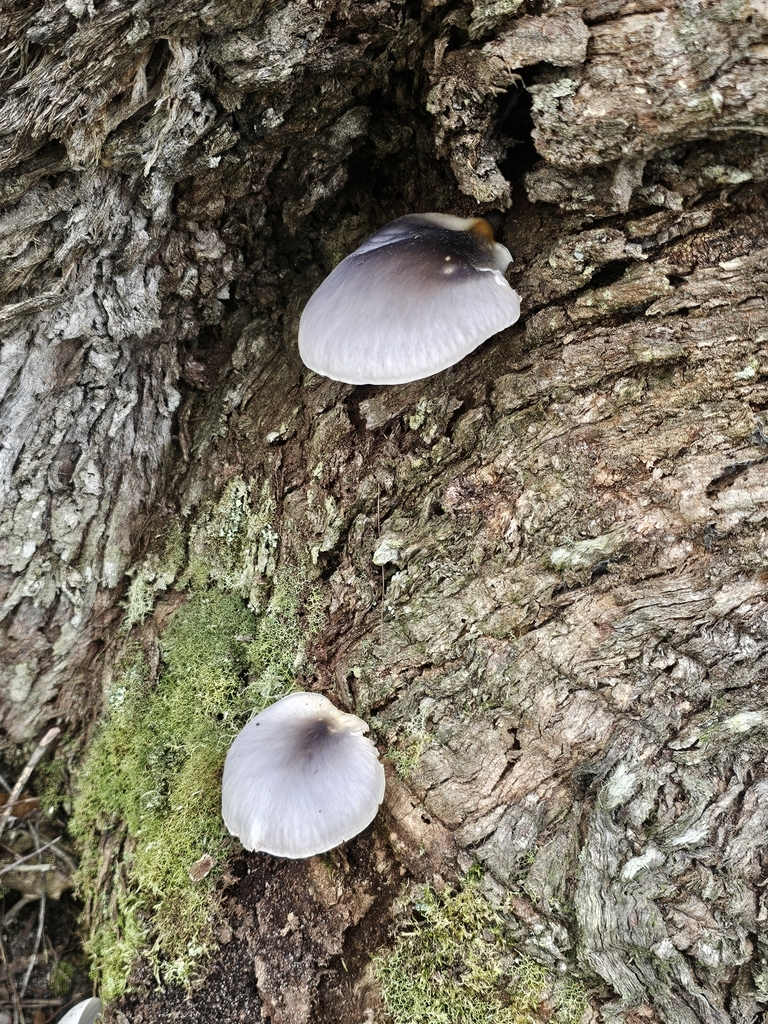 Omphalotus nidiformis · May 2025 · photo: © richarddimon (iNaturalist, cc-by)