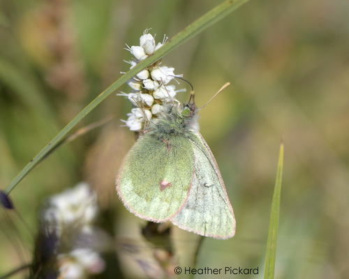 Labrador Sulphur