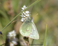 Colias nastes