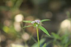 Mitracarpus breviflorus