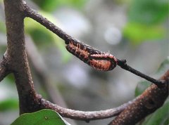 Helicorthomorpha holstii