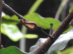 Helicorthomorpha holstii