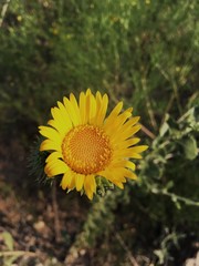 Grindelia ciliata