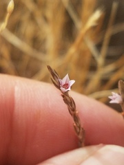Polygonum californicum