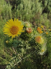 Grindelia ciliata
