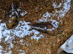Juga plicifera