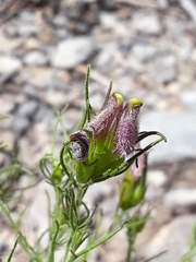 Cordylanthus wrightii