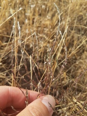 Polygonum californicum