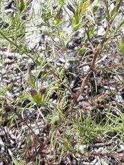 Cordylanthus wrightii