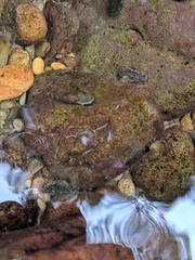 Juga plicifera