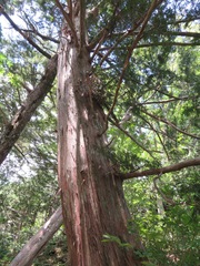 Chamaecyparis obtusa