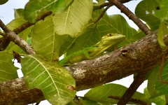 Anolis baracoae