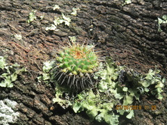 Mammillaria gigantea