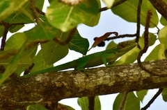 Anolis baracoae