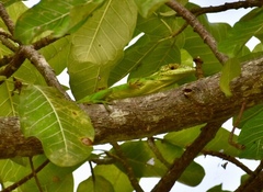 Anolis baracoae