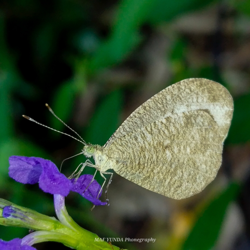 Leptosia lignea