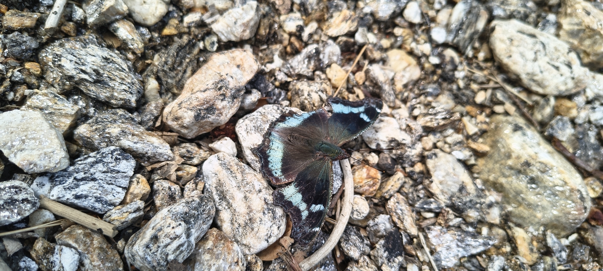Blue Admiral