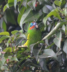 Cyclopsitta diophthalma