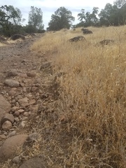 Polygonum californicum