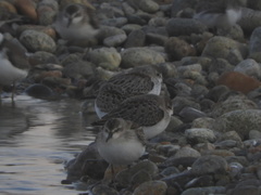 Calidris mauri