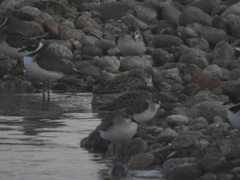 Calidris mauri