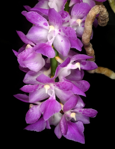 Many-Flowered Aerides