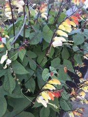 Ipomoea lobata