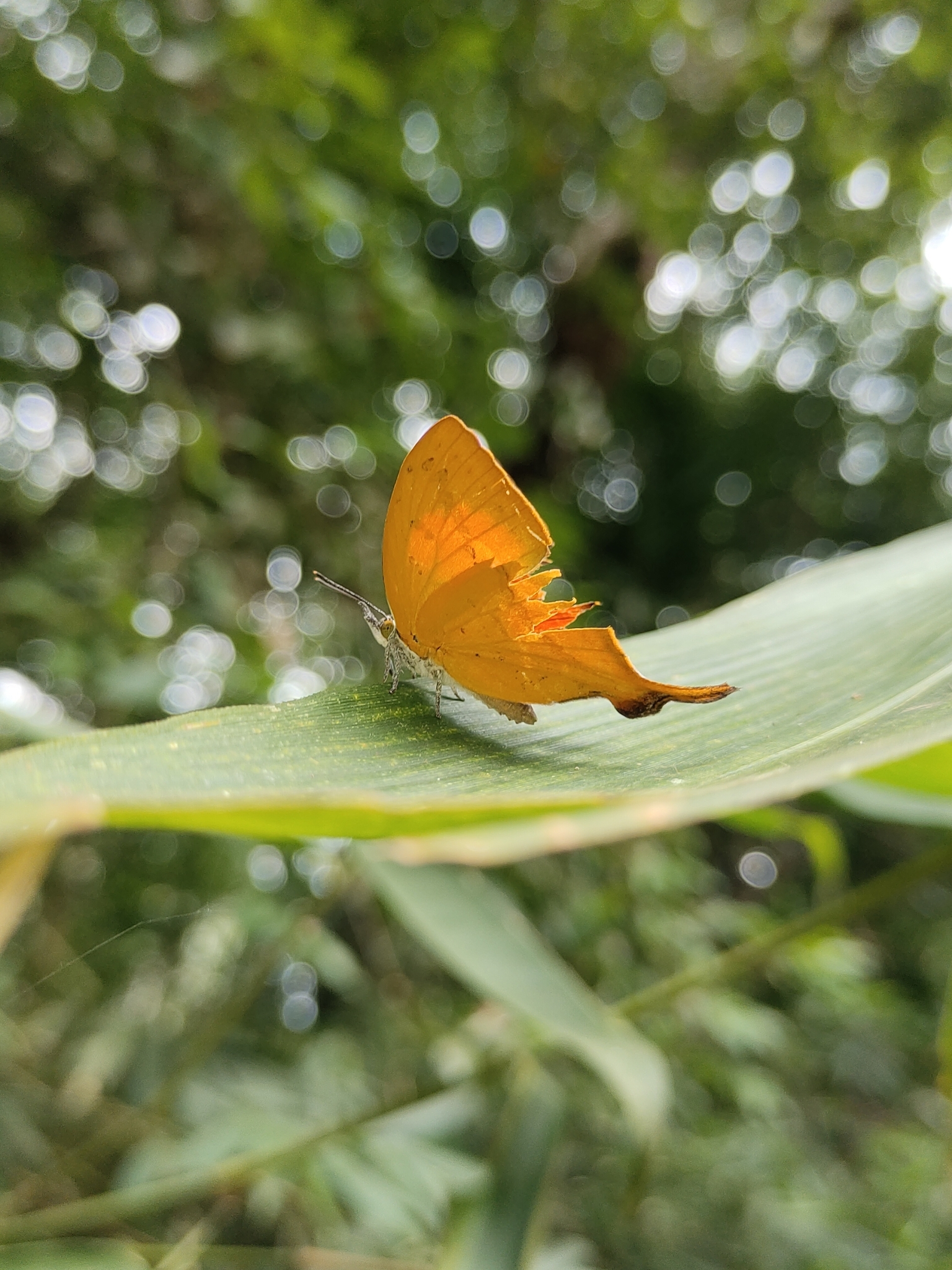 Yamfly