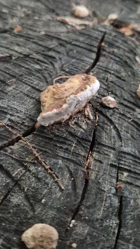 Fomitopsis cajanderi