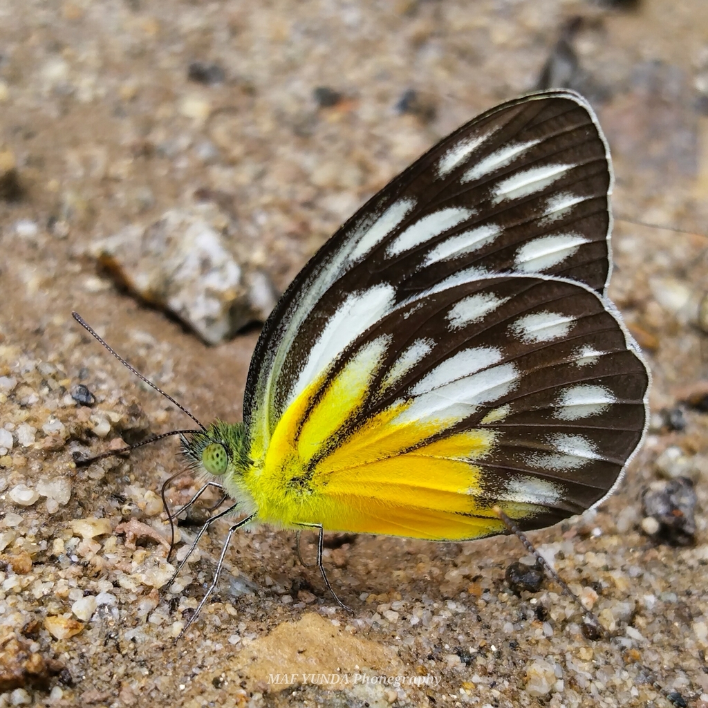Cepora timnatha