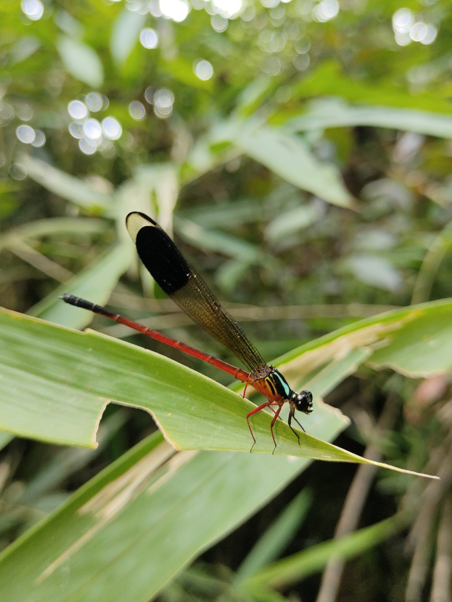 Malabar Satinwing