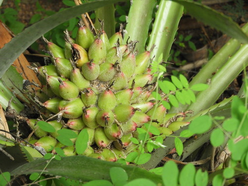Bromelia hemispherica (Bromelia hemispherica)