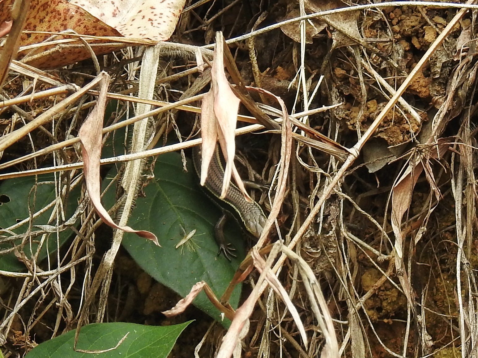 Keeled Indian Skink